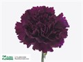 Гвоздика FC-Carnation FC-Moontea-Fe 0ecdbcff-d421-11ee-0a80-163400787897