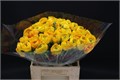 Ранункулус-Ranunculus-Cloni Extra Saffron(geel)-46cm 00e05347-8bf4-11ed-0a80-070800d38cd2