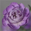 Гвоздика FC-Carnation FC-Moonpearl-Fe 0ed3eded-d421-11ee-0a80-16340078789d