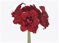 Амариллис St-Hippeastrum St-Dg Red Toro-65cm 0ee0fc89-a6db-11f0-0a80-0192005423f3