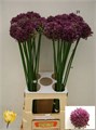 Аллиум-Allium-Pink Lady-75cm 0ee357e4-a6db-11f0-0a80-0192005423f6