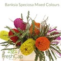 Банксия-Banksia-Speciosa Mixed Colours-40cm 0eed8141-a6db-11f0-0a80-0192005423f9