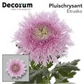 Хризантема одн-Chrysant Gr-Etrusko-70cm-75gr 0f00437a-bfa6-11ec-0a80-0b4c000870d0