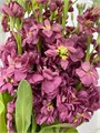 Маттиола-Matthiola-Mauve-70cm-AO 0f030e9a-e566-11ef-0a80-0ec900114c10