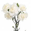Гвоздика куст-Dianthus Tr-Blanquita-70cm 00e16d7c-ce3b-11ed-0a80-10030009eb26