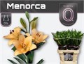 Лилия-Lilium-La  Menorca Zalm-90cm-45gr 0f04e21e-4df8-11ed-0a80-0c53006251a1