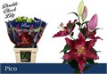 Лилия-Lilium-Pico-95cm 0f0adfb4-4df8-11ed-0a80-0c53006251a4