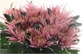 Хризантема одн-Chrysant Gr-Capriool-70cm-75gr 0f154eb3-bfa6-11ec-0a80-0b4c000870e3