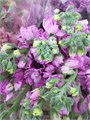 Маттиола-Matthiola-Figaro-70cm--IS// 0f192474-c6bd-11ec-0a80-00f400049273
