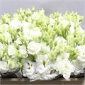 Лизиантус G-Lisianthus G-Celeb Chrystal--70cm 0f19367c-f6e1-11f0-0a80-1bef0013a845