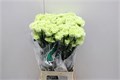 Гвоздика ст-Dianthus st-Goblin-65cm 0f1f15c4-bfa4-11ec-0a80-0b4c00069718
