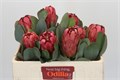 Протея-Protea-Grandiceps-50cm 0f1fd9d7-a6db-11f0-0a80-0192005423ff