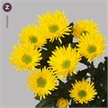 Хризантема куст-Chrysant Tr-Korona-70cm-75gr 00e251c5-bfa6-11ec-0a80-0b4c0008653f