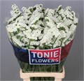 Лимониум-Limonium-Pearl Wings-70cm-65gr 0f33b7b9-4df8-11ed-0a80-0c53006251b0