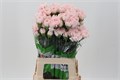 Гвоздика ст-Dianthus st-Hanoi-65cm 0f35154a-bfa4-11ec-0a80-0b4c00069731