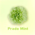 Гвоздика-Dianthus-Prado Mint-FC 0f38aa43-3a6e-11ed-0a80-09ed000dbd46