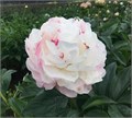 Пион-Paeonia-Gardenia--PN 0f49bc32-8dcb-11ee-0a80-0c59000dd182