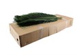 Цикас-Cycas-80cm 0f4c1446-bfa5-11ec-0a80-0b4c00078eda