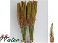 Эремурус-Eremurus--Cleopatra-100cm 0f4df7d4-2bd4-11ef-0a80-0ec200114112