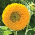 Подсолнух-Helianthus-Teddy Bear-80cm 00e6b0d7-bfa5-11ec-0a80-0b4c00077f9f