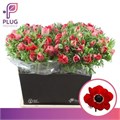 Анемон-Anemone-Marianne Red-50cm 0f514554-f88f-11f0-0a80-012700013023