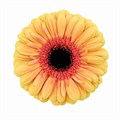 Гербера-Gerbera-Everglow Diamond-50cm 0f5ddac0-f88f-11f0-0a80-012700013026