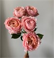Роза куст-Rosa sp-Julietta-63cm-Ti 0f6567d9-36f5-11ee-0a80-009100019e6e