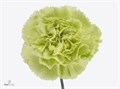 Гвоздика ст-Dianthus st-New York-65cm 0f69cd45-bfa4-11ec-0a80-0b4c00069770