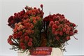Каапс-Kaaps-Groen Brunia Fraga (clusterstar Raspberry)-40cm 0f72b70a-a6db-11f0-0a80-019200542408