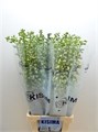Дельфиниум-Delphinium-Du Guard White-90cm 00e90ba8-8bf4-11ed-0a80-070800d38cd5