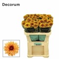 Хризантема одн-Chrysant Gr-Pip Autumn-70cm-90gr 0f7ac265-a6db-11f0-0a80-01920054240e
