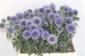 Эхинопс-Echinops-Ba Blue Globe-60cm 0f7bd4ab-bfa5-11ec-0a80-0b4c00078f11