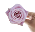 Роза-Rosa-Shy-40cm-AG 0f834097-bfa9-11ec-0a80-0b4c000af66d