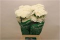 Гвоздика ст-Dianthus st-Moonlight-65cm 0f85e65e-bfa4-11ec-0a80-0b4c00069792
