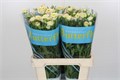 Ранункулус-Ranunculus-Butterfly Ariadne-70cm-50gr 0f8b1f40-f88f-11f0-0a80-01270001302f